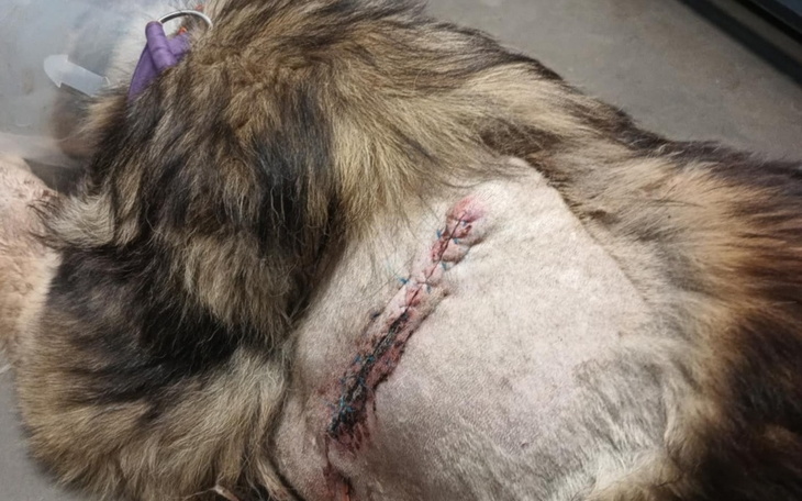 Zbiórka Leczenie Borysa, po ataku dzika. - zdjęcie główne