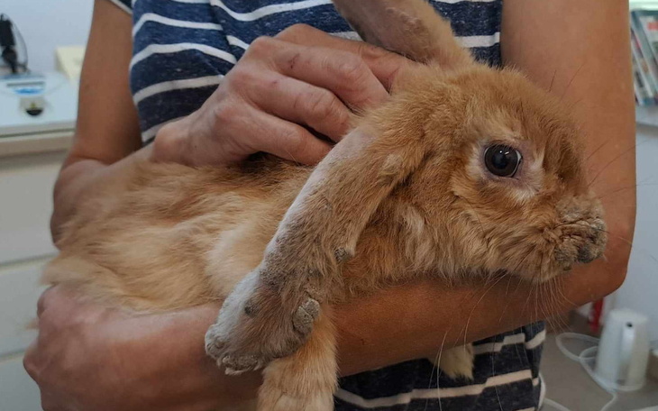 Królika trzymanego w ramionach, z miękkim futrem i dużymi uszami.