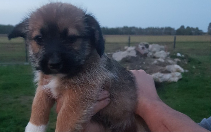 Zbiórka Wyżywienia dla psa - zdjęcie główne