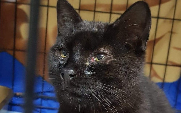 Zbiórka Zdążyć przed cierpieniem. - zdjęcie główne