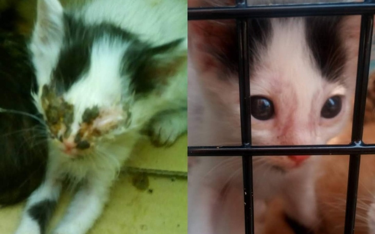 Zbiórka Zbiórka na ratowanie kocich żyć - zdjęcie główne