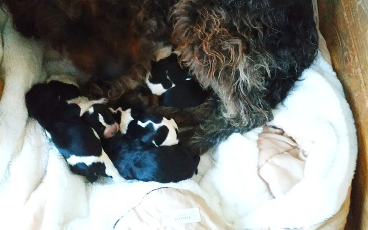 Zbiórka Uratowane przed uśpieniem - zdjęcie główne