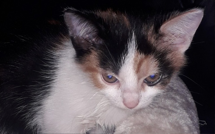 Zbiórka Pomoc bezdomnym zwierzętom zwier - zdjęcie główne