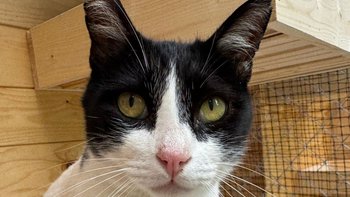 Zbiórka Koszty leczenia bezdomnych kotów - miniaturka zdjęcia