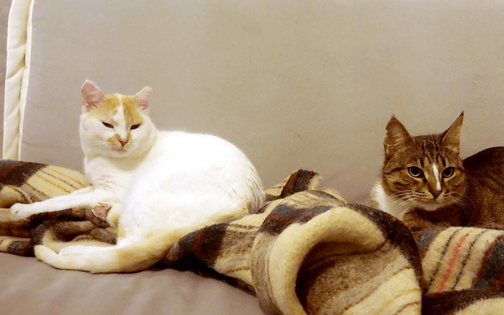 Zbiórka Bazyli i Poca zbierają na puchy - zdjęcie główne