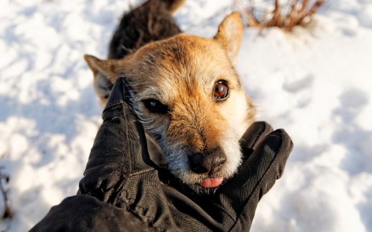 Zbiórka Pomóż dogrzać schronisko! - zdjęcie główne