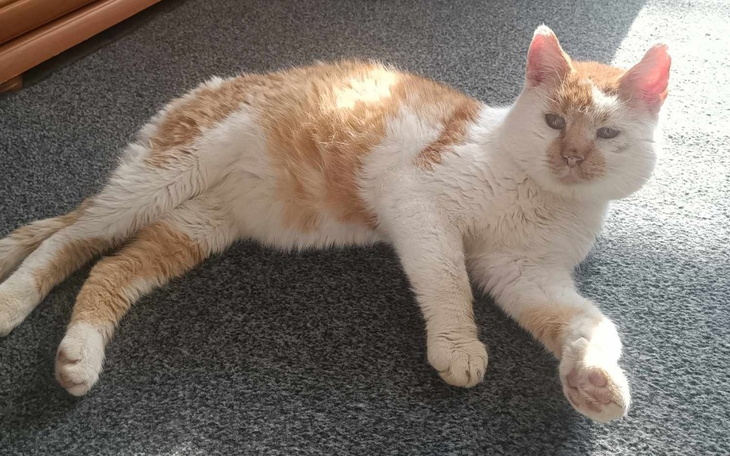 Rudy kot wyleguje się na dywanie w słońcu.