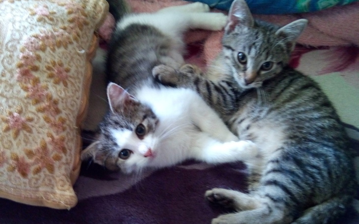 Zbiórka Kosztowne leczenie kociaka Donka - zdjęcie główne