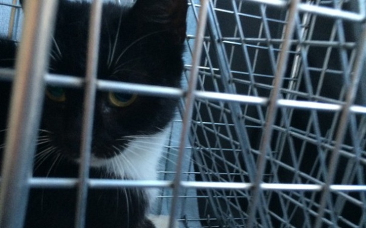 Kot w klatce, z ciekawym spojrzeniem.