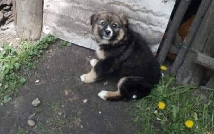 Zbiórka Dla przerażonej szczeniaczki - zdjęcie główne