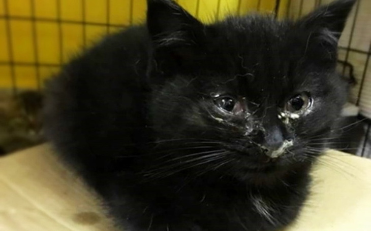 Czarny kot z zanieczyszczonym nosem, siedzący na kartonie.