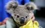 Zbiórka Pomoc dla Koali - Australia - miniaturka zdjęcia