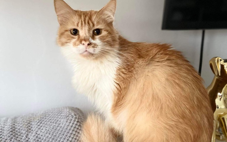 Rudy kot siedzący na kanapie, wygląda na zrelaksowanego.