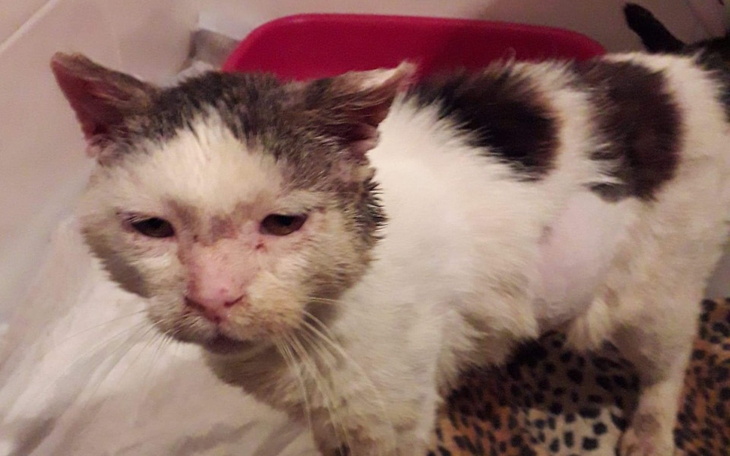 Zbiórka CudCukrzycaWiejskiObrazRozpaczy - zdjęcie główne