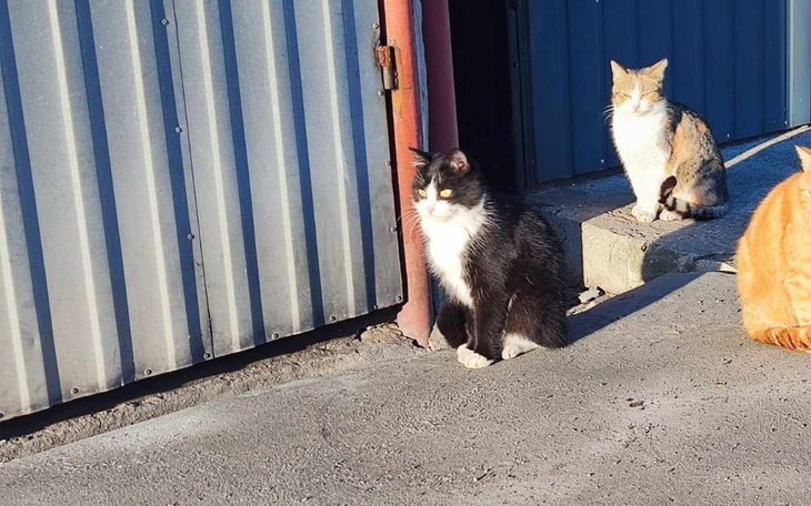Zbiórka Trzy bezdomniaki z Naratowa - zdjęcie główne