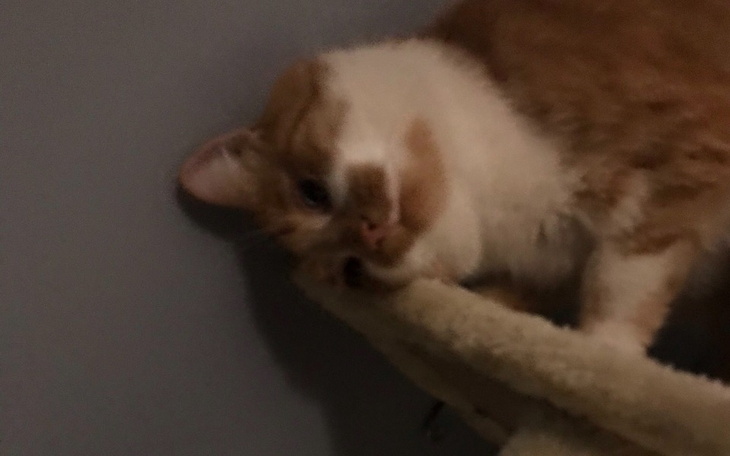 Zbiórka e1 - zdjęcie główne