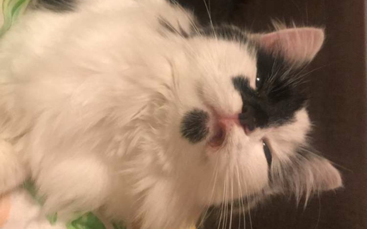 Zbiórka Ratunek dla Chmurki - zdjęcie główne