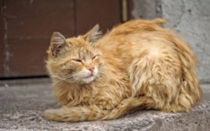 Zbiórka Dokarmianie bezdomnych kotów - zdjęcie główne