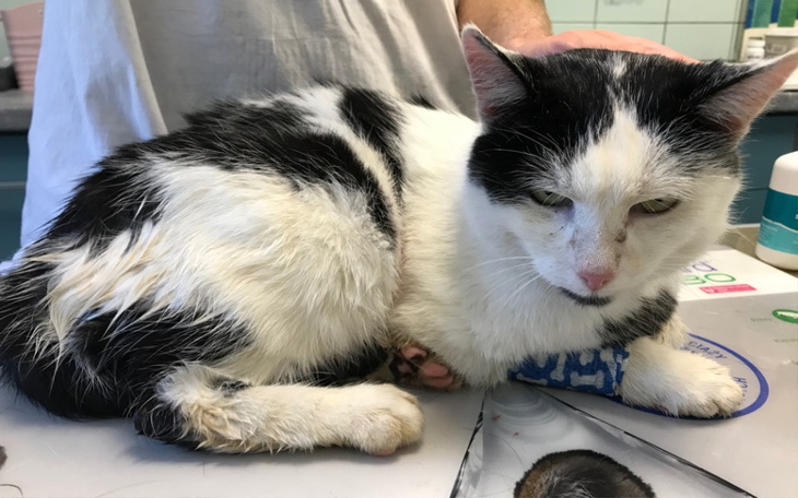 Zbiórka Sanacja jamy ustnej - zdjęcie główne