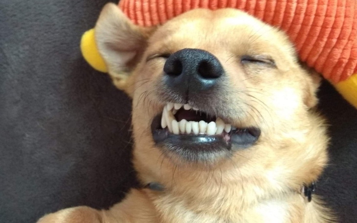 Zbiórka Ziko operacja ortopedyczna - zdjęcie główne