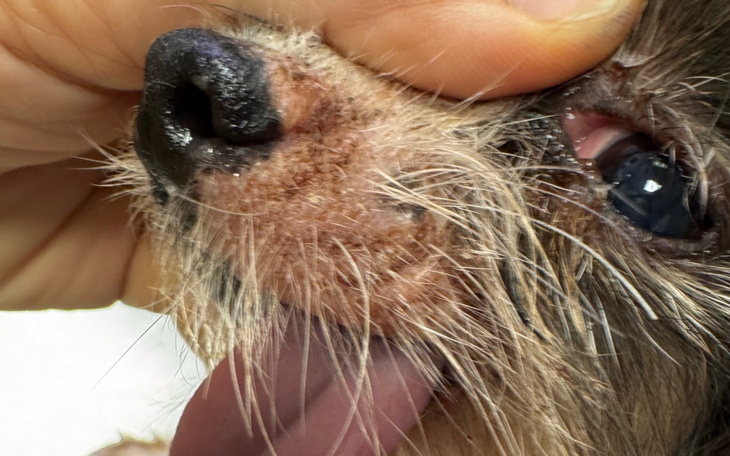 Zbliżenie na pysk psa z widocznymi ranami i językiem na wierzchu.