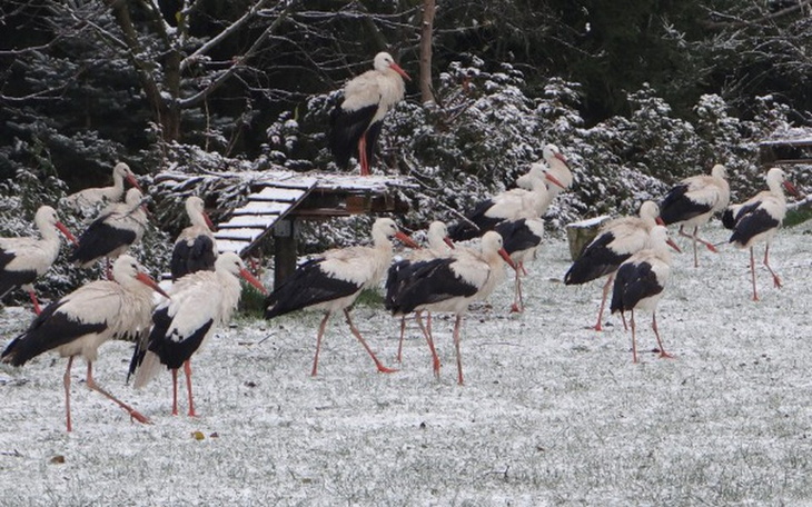 Zbiórka Pomóż bocianom przetrwać zimę! - zdjęcie główne