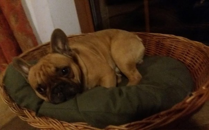 Zbiórka Leczenie Piorunka - zdjęcie główne