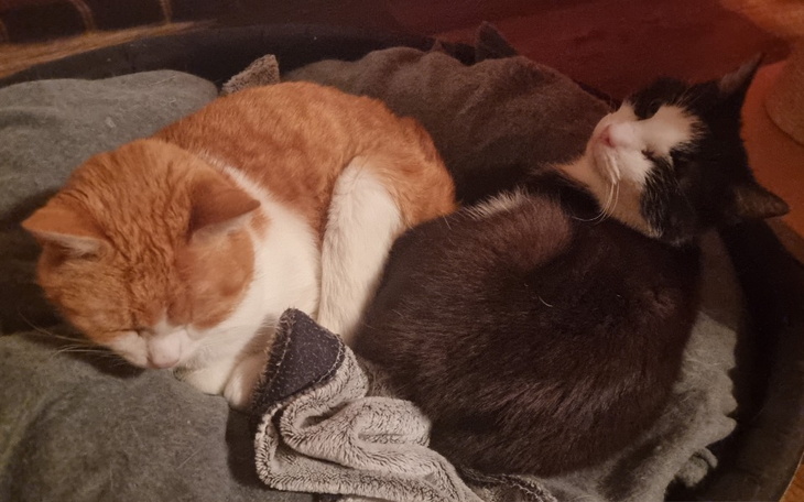 Zbiórka Ratowanie życia moich przyjaciół - zdjęcie główne