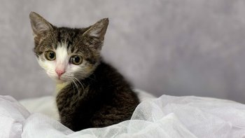 Zbiórka Szansa na pierwsze bezbolesne kroki! - miniaturka zdjęcia