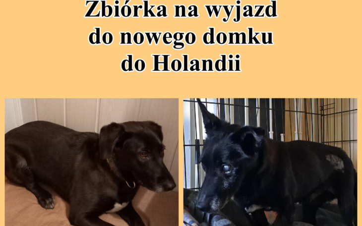 Zbiórka Transport do Holandii, do domu - zdjęcie główne