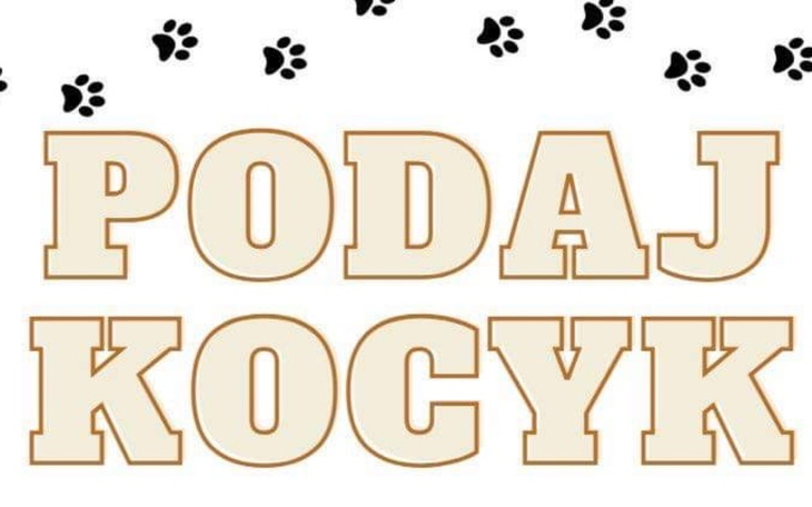 Zbiórka Podaj Kocyk - zdjęcie główne