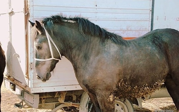 Zbiórka Ratujmy konie z targów śmierci! - zdjęcie główne