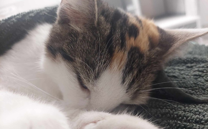 Zbiórka Na ratunek Prażynce - zdjęcie główne