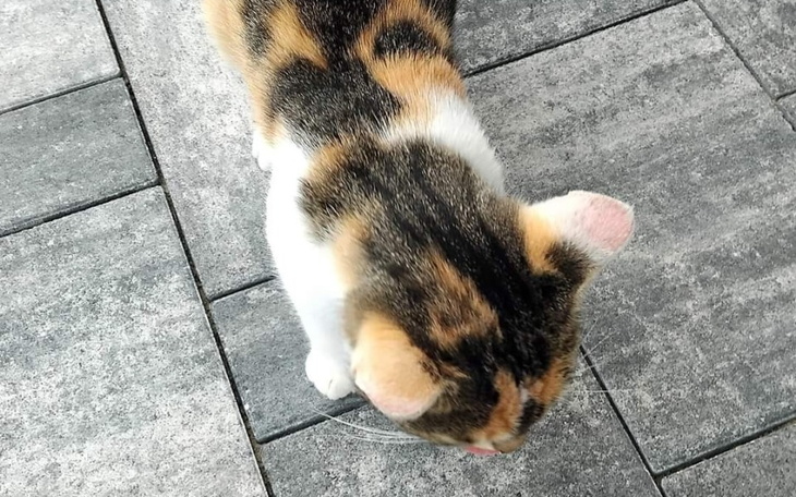 Zbiórka Zabieg sterylizacji - zdjęcie główne