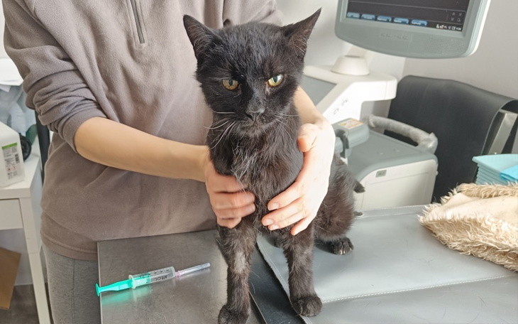 Czarny kot na stole weterynaryjnym.