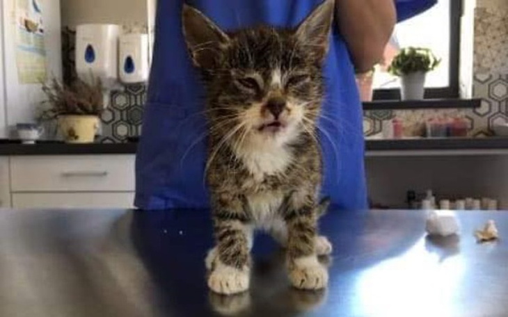 Zbiórka Kotkom na zime - zdjęcie główne