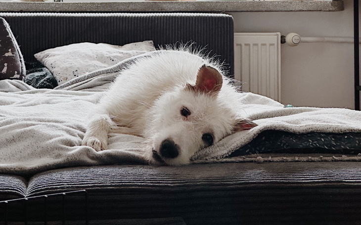 Pies leży na kanapie, wygląda na zrelaksowanego.
