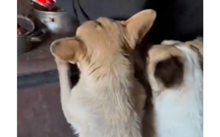 Dwa psy patrzące na coś z zainteresowaniem.