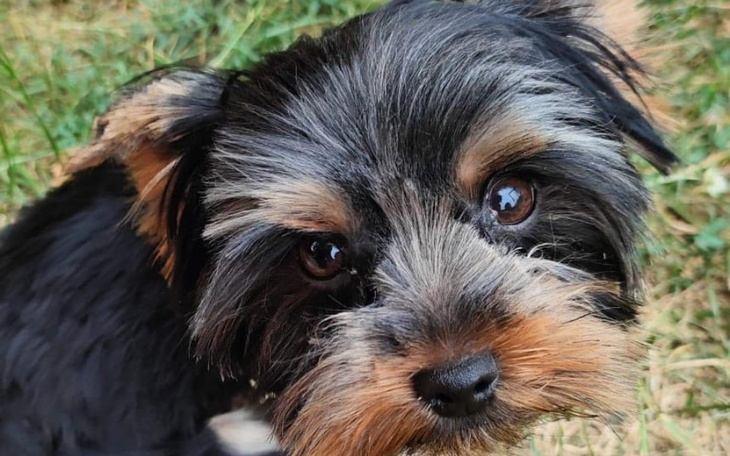 Zbiórka Uratuj Mikiego - zdjęcie główne