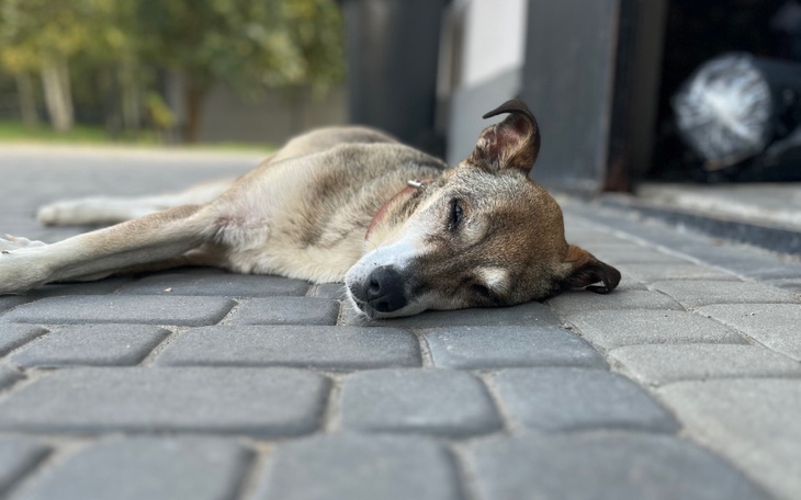 Zbiórka Karma mokra dla zwierzaków - zdjęcie główne