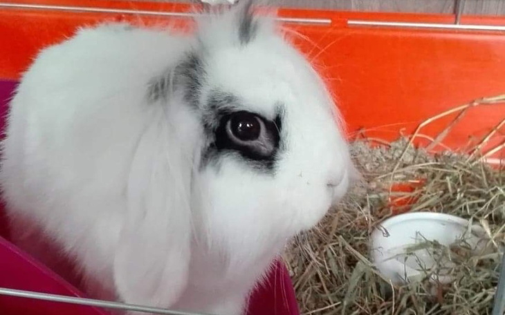 Zbiórka Leczenie dla krolika - zdjęcie główne