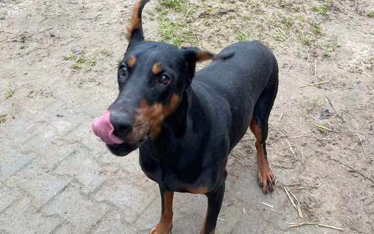 Zbiórka Zbiórka dla wyrzuconej Rossy. - zdjęcie główne