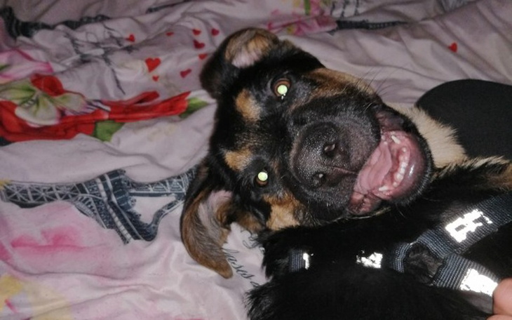 Zbiórka Bilet dla psiaka niech poleci - zdjęcie główne