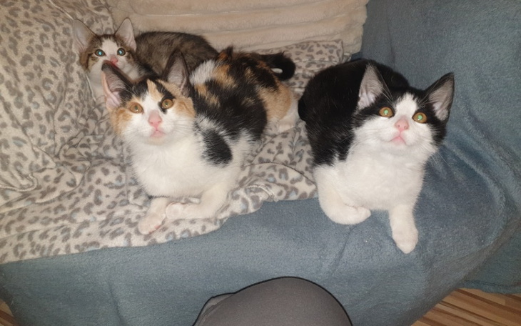 Zbiórka Szczepienie trójki maluchów - zdjęcie główne