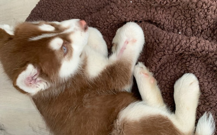 Zbiórka Pomagamy Zeldzie - zdjęcie główne