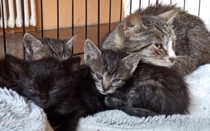 Zbiórka Urodziny Wojtka - dla Kociarni - zdjęcie główne