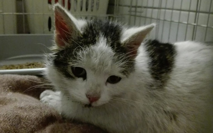 Zbiórka Pulcheria z padaczką - zdjęcie główne