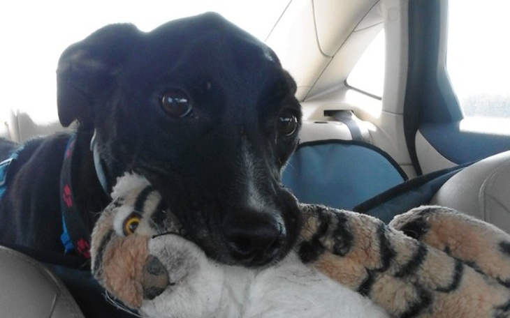 Zbiórka Walka Marco z nieznanym wrogiem - zdjęcie główne