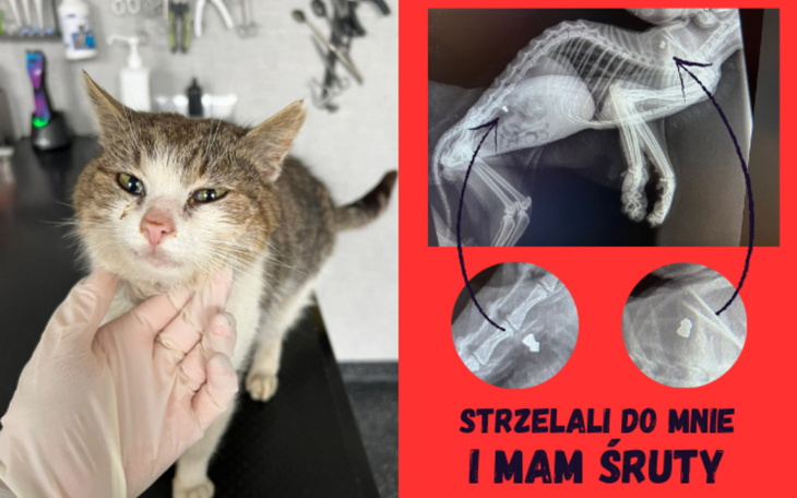 Zbiórka Strzelano do mnie aby mnie zabić - zdjęcie główne