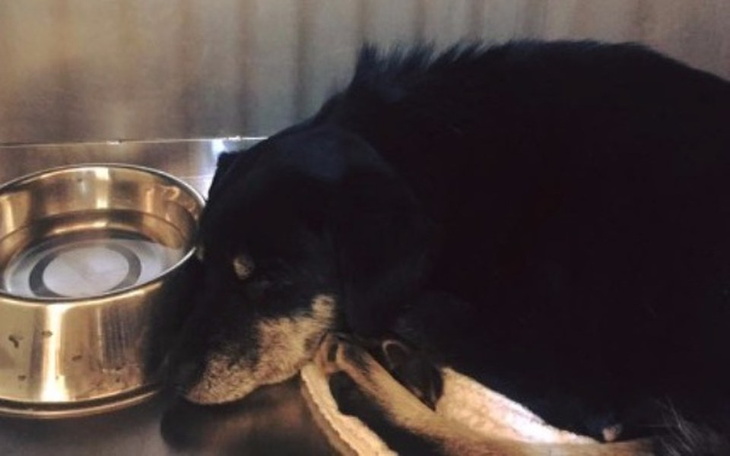 Czarny pies śpiący obok miski w schronisku.